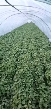 腾飞红薯苗 优质脱毒红薯苗，向广大用户推广