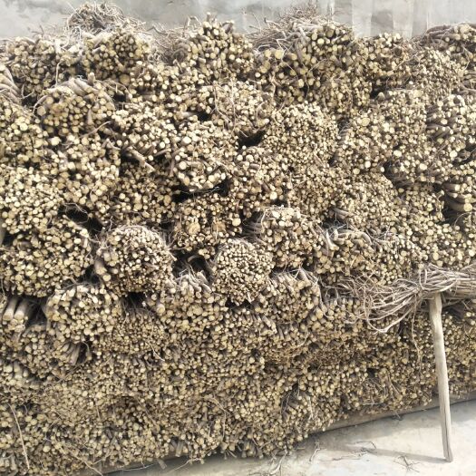 民勤县 精品甘草