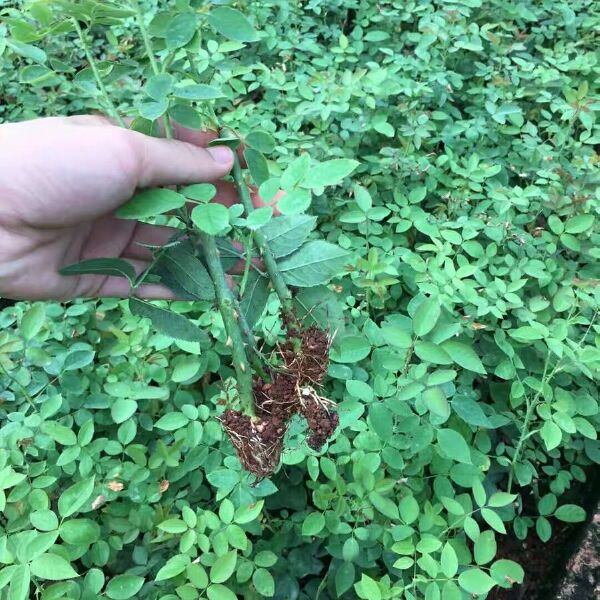  食用玫瑰小苗，滇红，墨红，大马士革基地直销，包对版