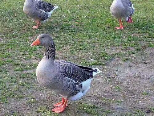 昆明 朗德鹅苗