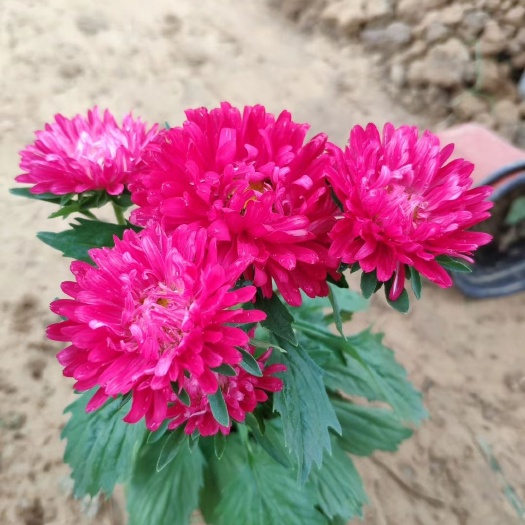 翠菊