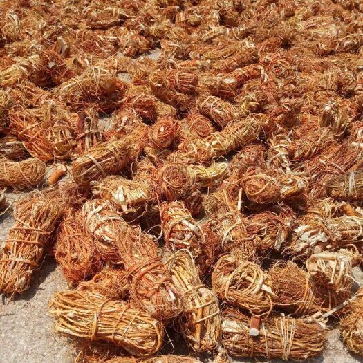 博白县 五指毛桃