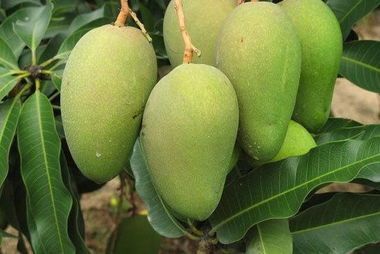 灵山县台农芒果苗 台农一号芒果嫁接苗