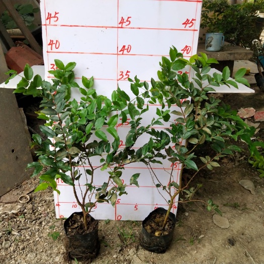 佛山嘉宝果苗  嘉宝果树苗30－40cm高