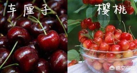 内乡县 车厘子樱桃有需要的老板请联系我，种植户种植中间无差价