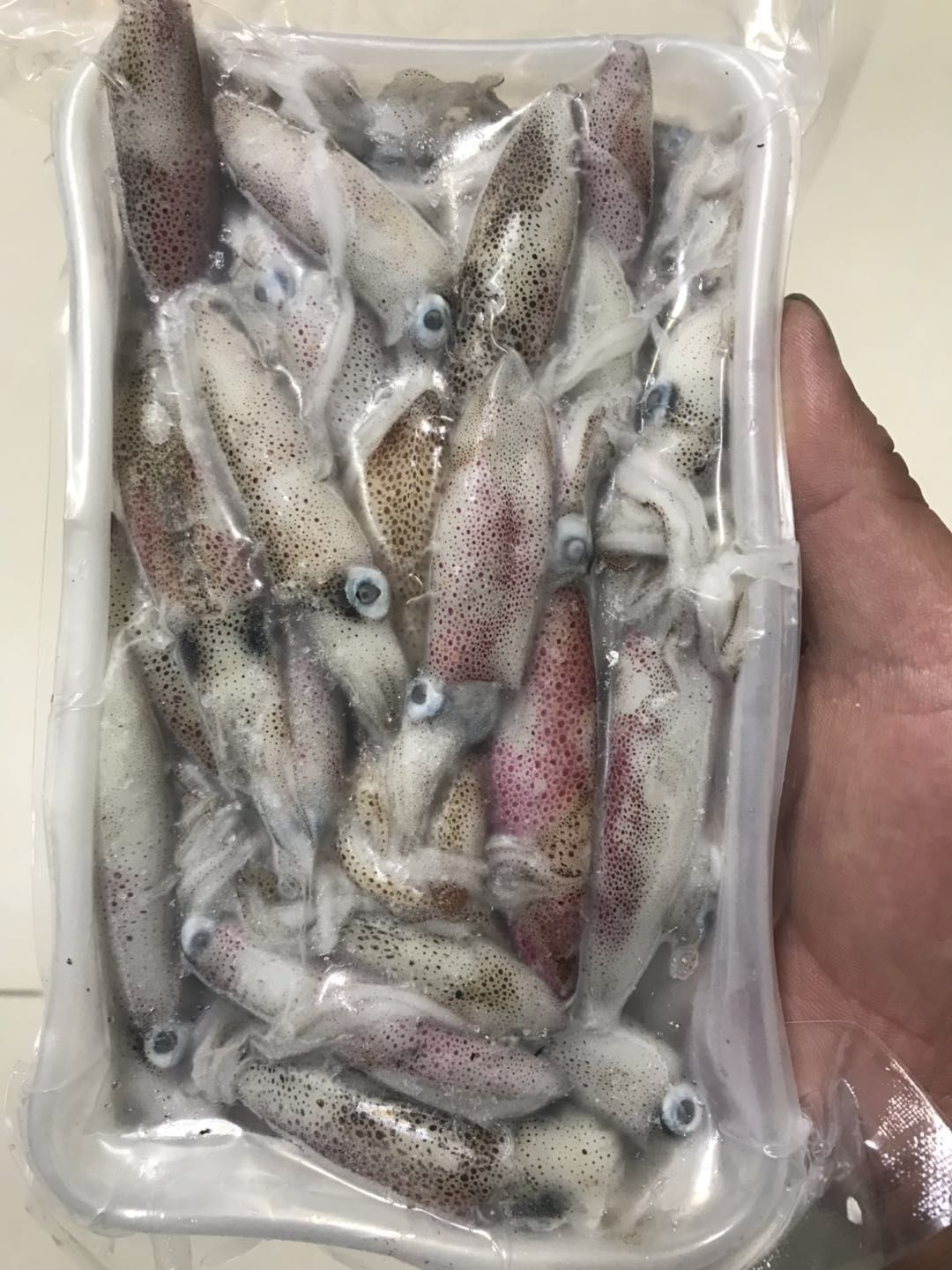 小鱿鱼 小小管