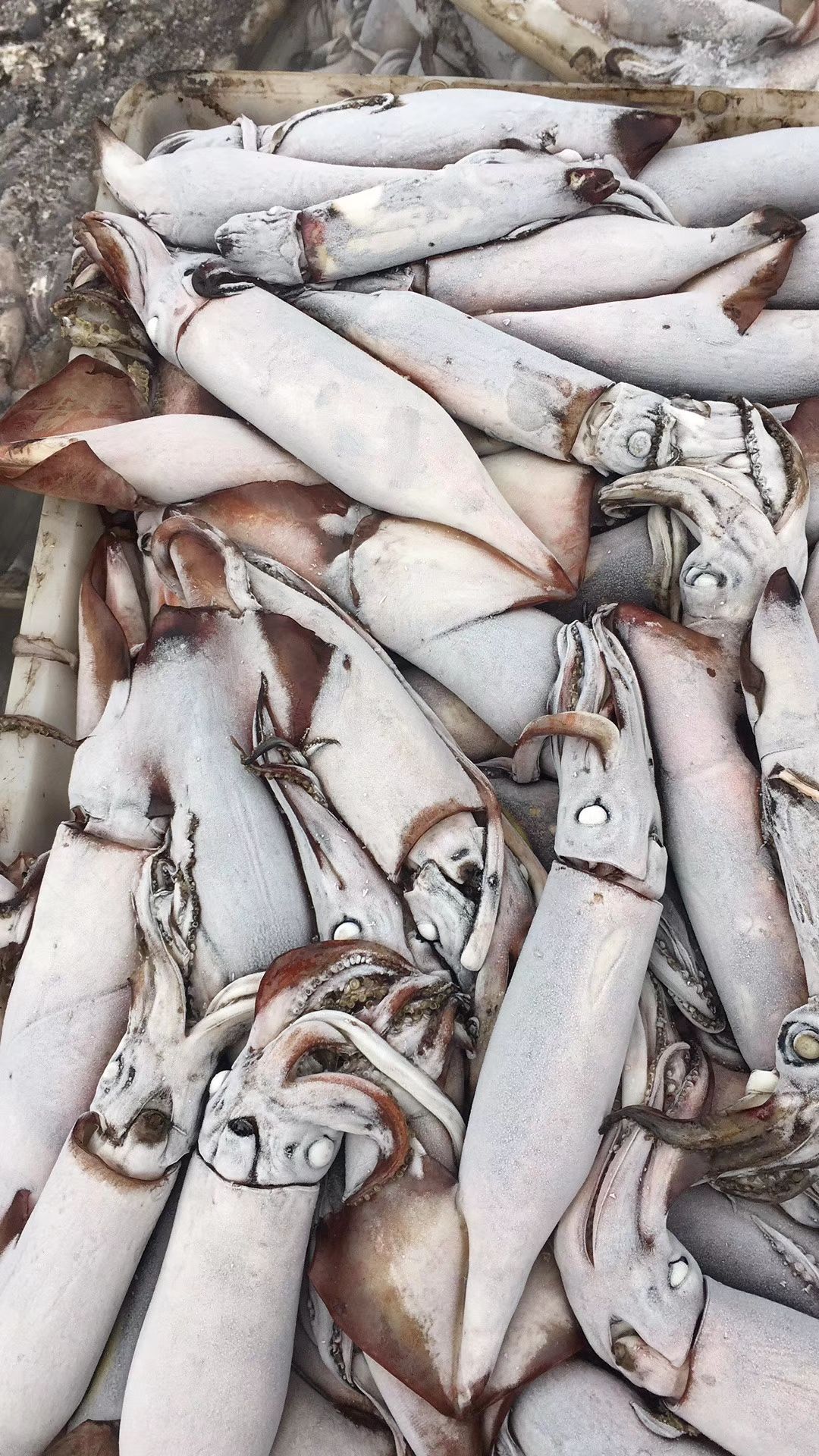 東海魷魚 深海大黑皮魷