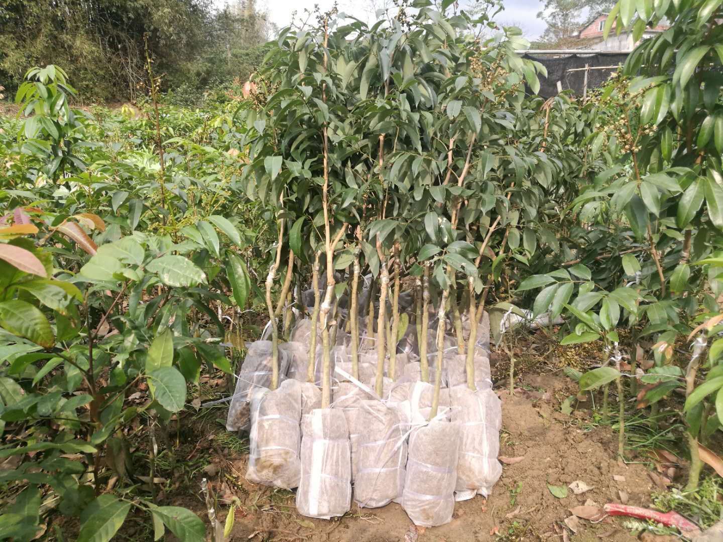 三月红荔枝苗 三月红嫁接苗