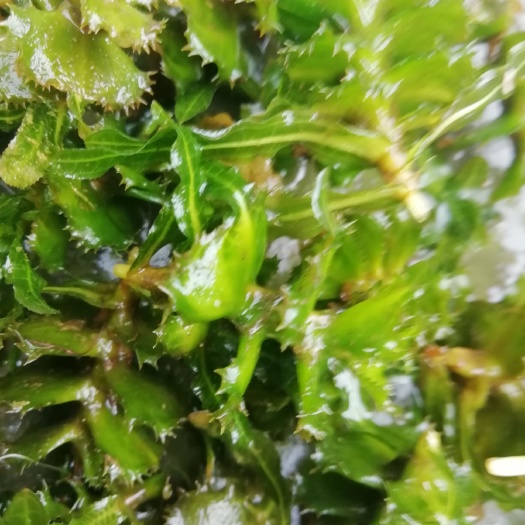 鱼台县麦黄草种子