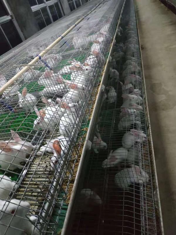 兔笼 长食槽喂料省人工省力 优兔子母笼