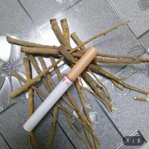 陇西县柴胡种子 北柴胡，二年生高含量现货