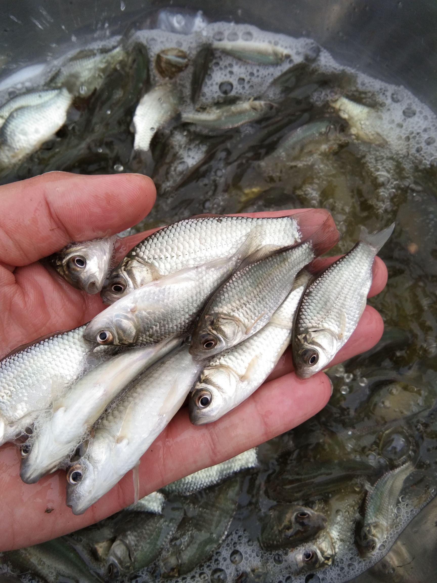 鲫鱼苗，中科3号鲫鱼苗，湘云鲫鱼苗，基地直供质量保证