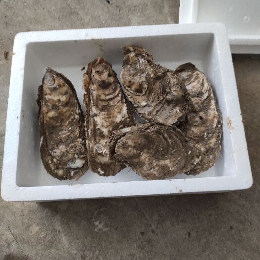 连江县中到大蚝 海底捞生蚝