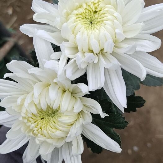 新沂市黄白菊  优质白菊供应