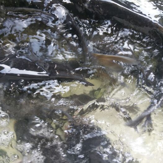 成都湘云鲫 各种淡水鱼，银鲫，虾，鱼鳅，鳝鱼，名贵鱼和鱼苗