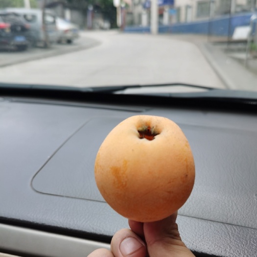 云阳 云阳枇杷