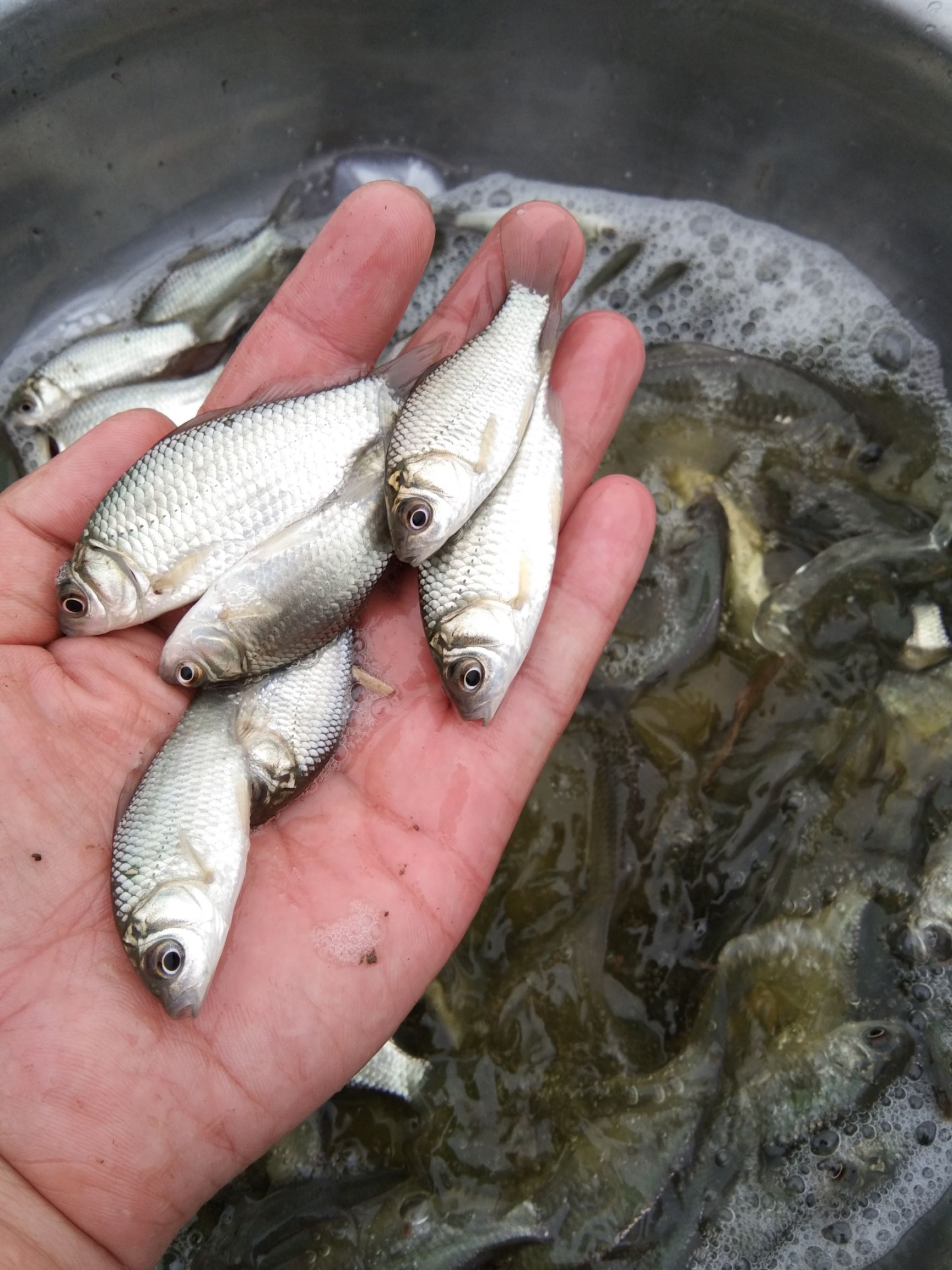 鲫鱼苗，中科3号鲫鱼苗，湘云鲫鱼苗，基地直供质量保证