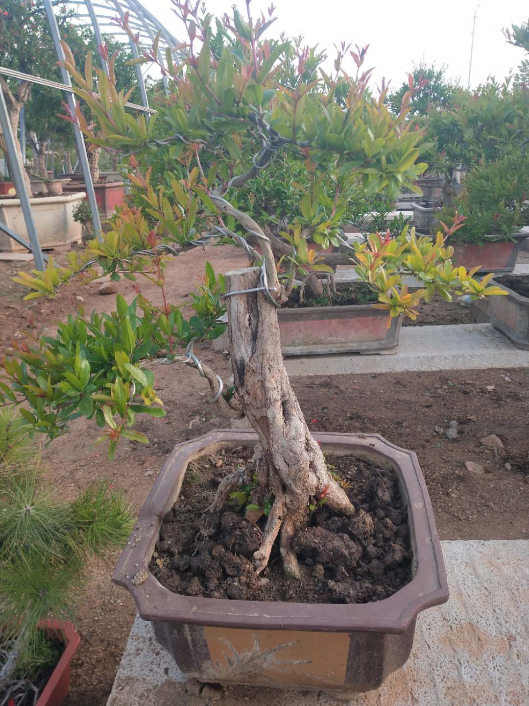  精品石榴盆景，石榴古树，数量充足，样式齐全，充分满足您的需求