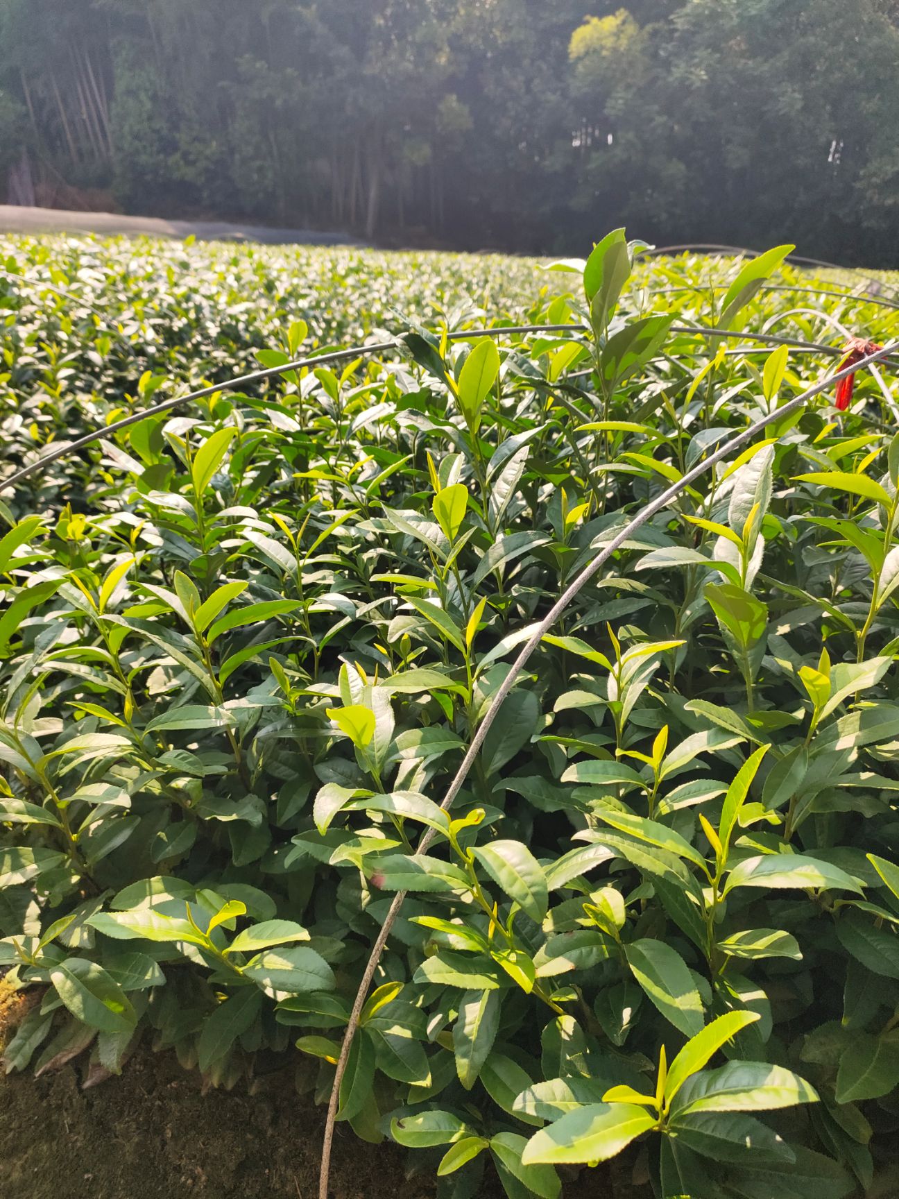 奶白茶树苗 安吉奶白茶