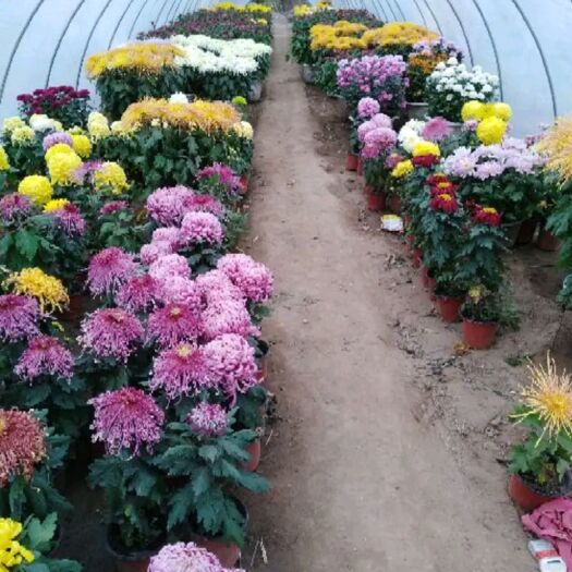 亳州 观赏菊花苗，
