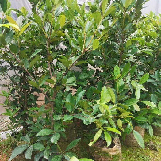 灵山县 巴西大樱桃苗，带果发货，需要的联系