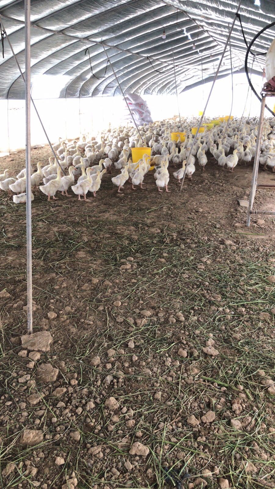 杂交鹅  2000只  三花鹅 随时看随时出 脱温鹅 20 天