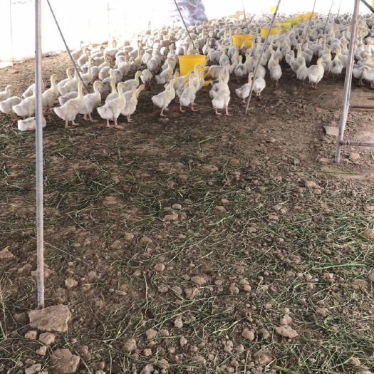 汶上县杂交鹅  2000只  三花鹅 随时看随时出 脱温鹅 20 天