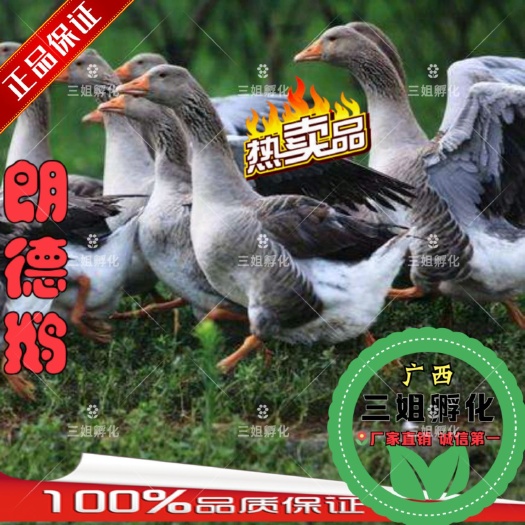 南宁朗德鹅苗 品质好 成活率高 假一赔十
