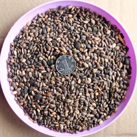 太原 山西太原农户售自家加工的高质量油松种子35元一斤