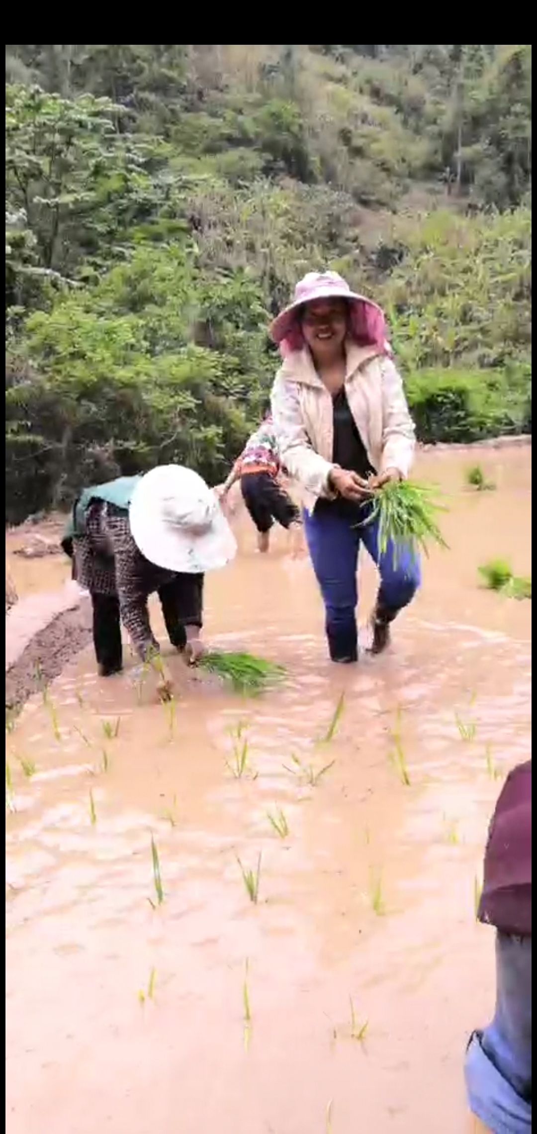 云南软米 麻线米是云南省普洱市江城县的特产，属于江城香软米中的一种。