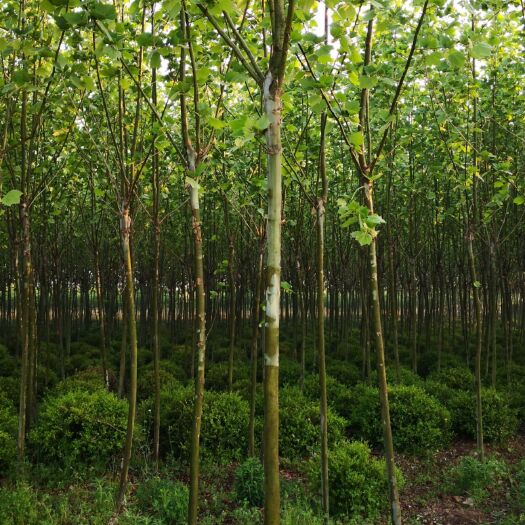 全椒县速生法桐 20000棵5-8公分法桐待售