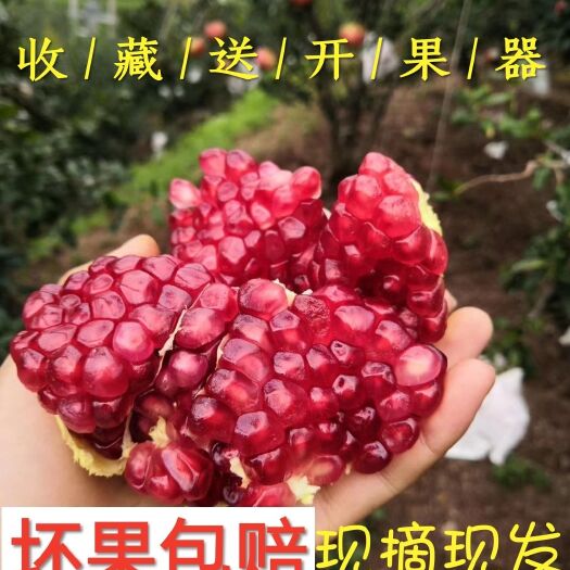 会理市 预售 正宗大凉山会理突尼斯软籽石榴 当季新鲜供应