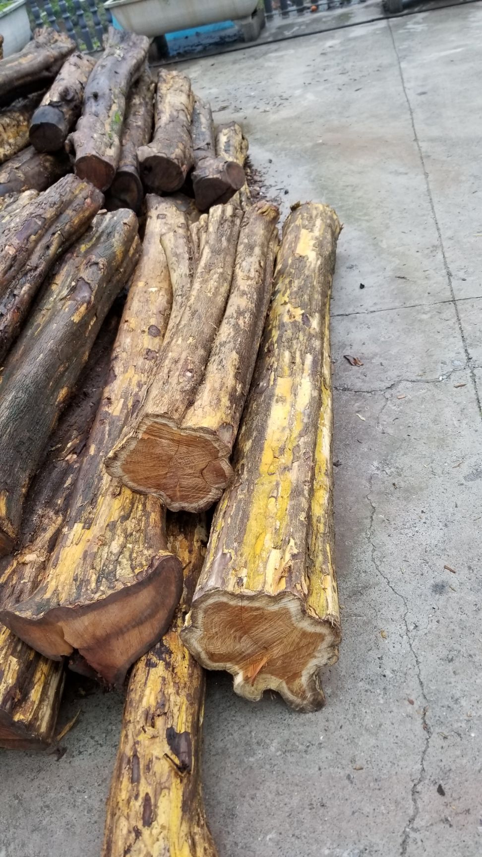 柘木 精品货源