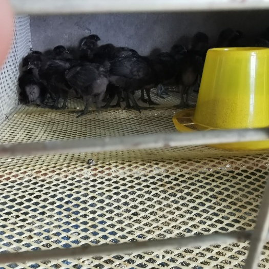 盐津县乌骨鸡苗 欢迎来选购