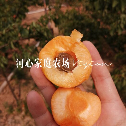 芮城县 金太阳大黄杏
