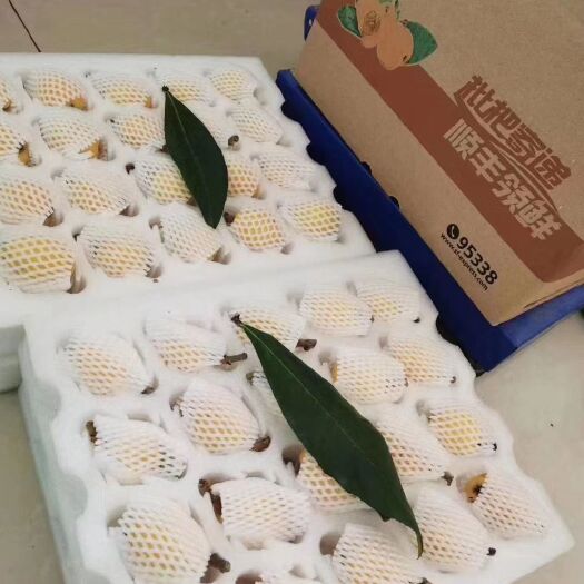宁海县 宁海一市白枇杷