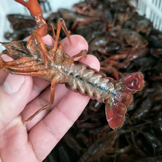 洪湖市 中青4-6钱 湖北洪湖清水小龙虾，养殖场档口直发，量大货优