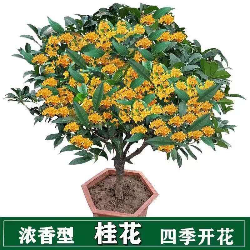  桂花盆景丹桂四季金桂天香台阁品种桂花浓香型绿植盆栽花卉