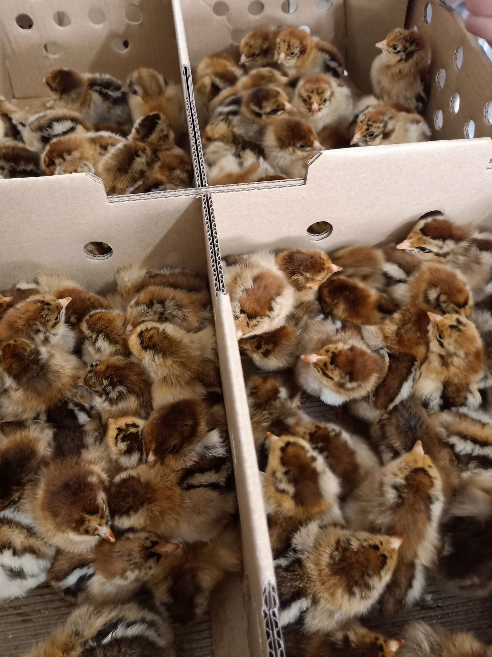良凤花鸡苗  南宁快大型良风花鸡苗 -肉鸡-纯本地品种-承诺：假一赔十