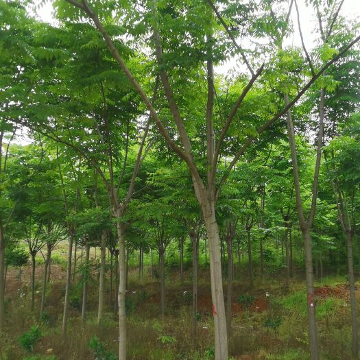 澧县黄山栾树  截干反冒各种年份栾树