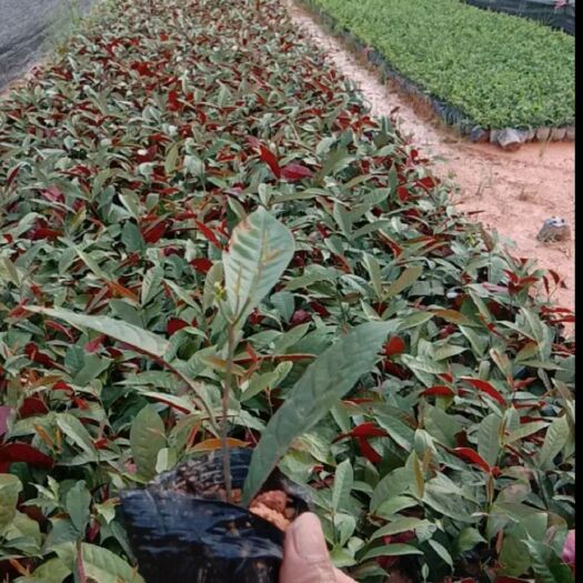 东莞市红背桂盆栽  红背桂  0.5米以下  批量出售