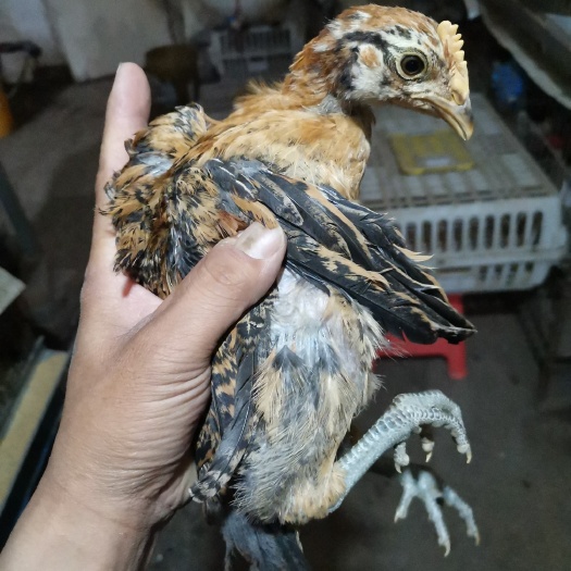 东光县脱温柴鸡苗