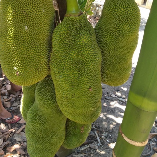 万宁市海南菠萝蜜俗称为热带水果，内藏无数金黄色肉包，肥厚柔软。