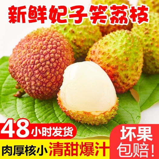 高州市妃子笑荔枝 【现货现发】新鲜妃子笑当季水果果园现摘大果黒叶白糖罂