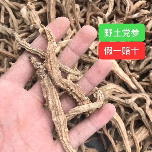丘北县 党参