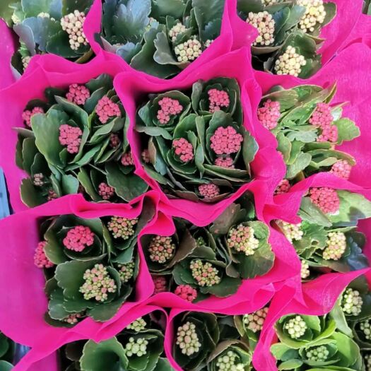 青州市长寿花盆栽 长寿花基地直发
