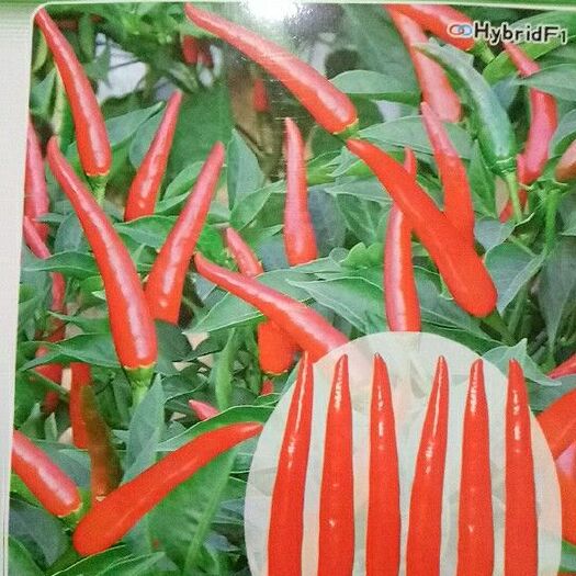 朝天椒苗艳红辣椒苗干鲜2用