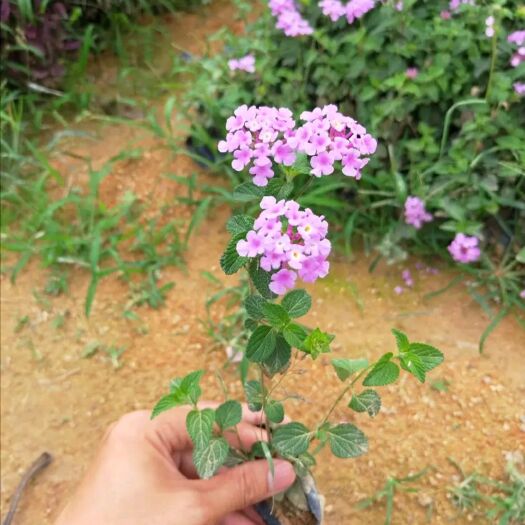 东莞市矮樱  马樱丹 0.5米以下  东莞苗圃基地直销