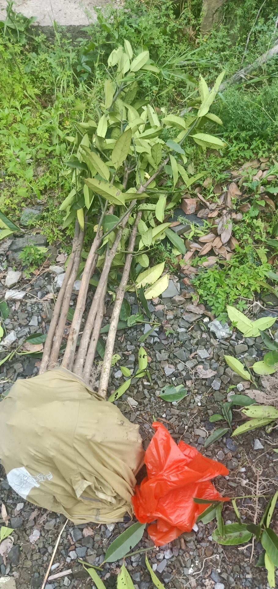 乌牛早茶苗  龙井茶叶苗 黄金牙 乌牛早 奶白茶 龙井茶白茶苗