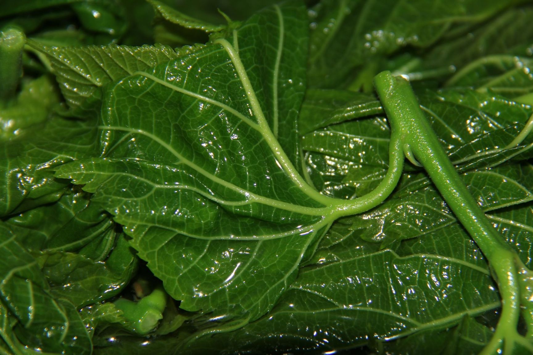 桑芽菜 桑芽菜苗 桑叶菜